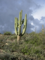 Many armed saguaro